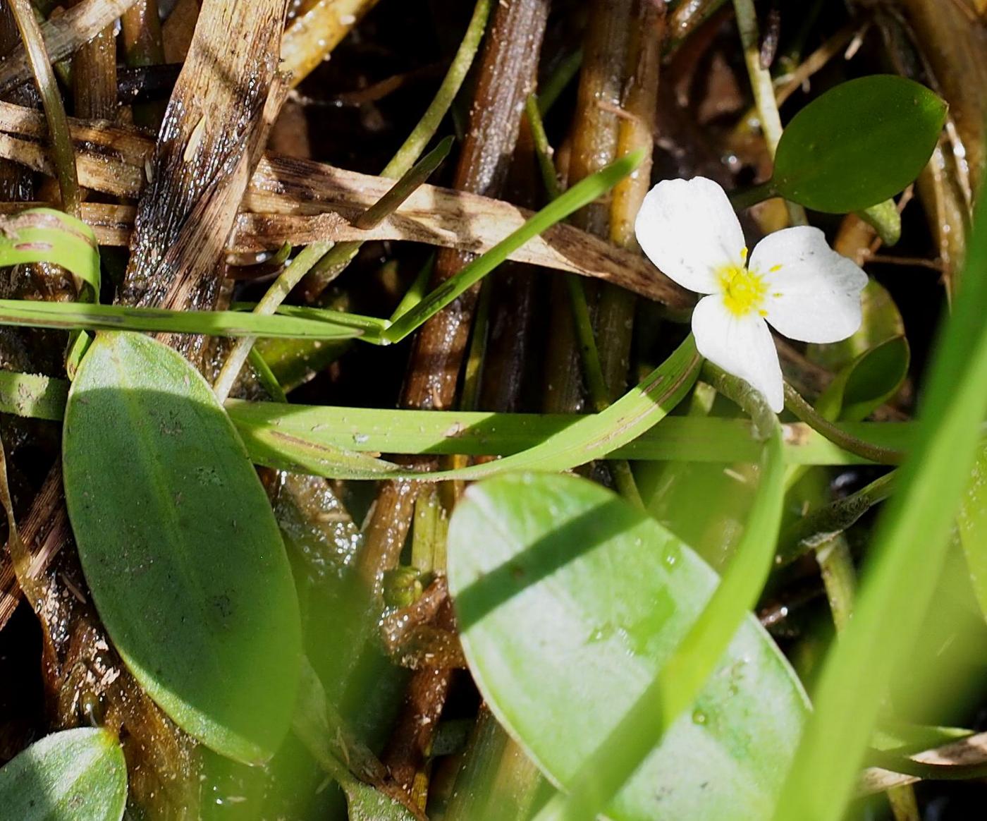 Water-plantain, Floating flower